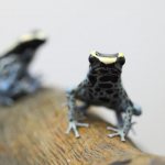poisonous frogs