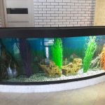 ЗелАква: особенности, виды и характеристики зеленоградских аквариумов