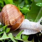 greens for snails