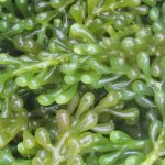 green algae photo