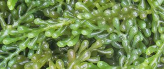 зеленые водоросли фото