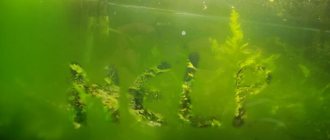 Green deposits in the aquarium - what to do?