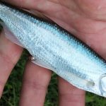 Жемчужная рыба: описание видов, где водится и как ее приготовить без чешуи