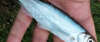 Жемчужная рыба: описание видов, где водится и как ее приготовить без чешуи