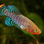Live fish from Aliexpress read the article