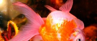 Goldfish lies on the bottom with its belly up