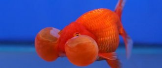 Золотая рыбка – Водяные глазки