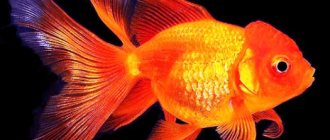 Золотая рыбка
